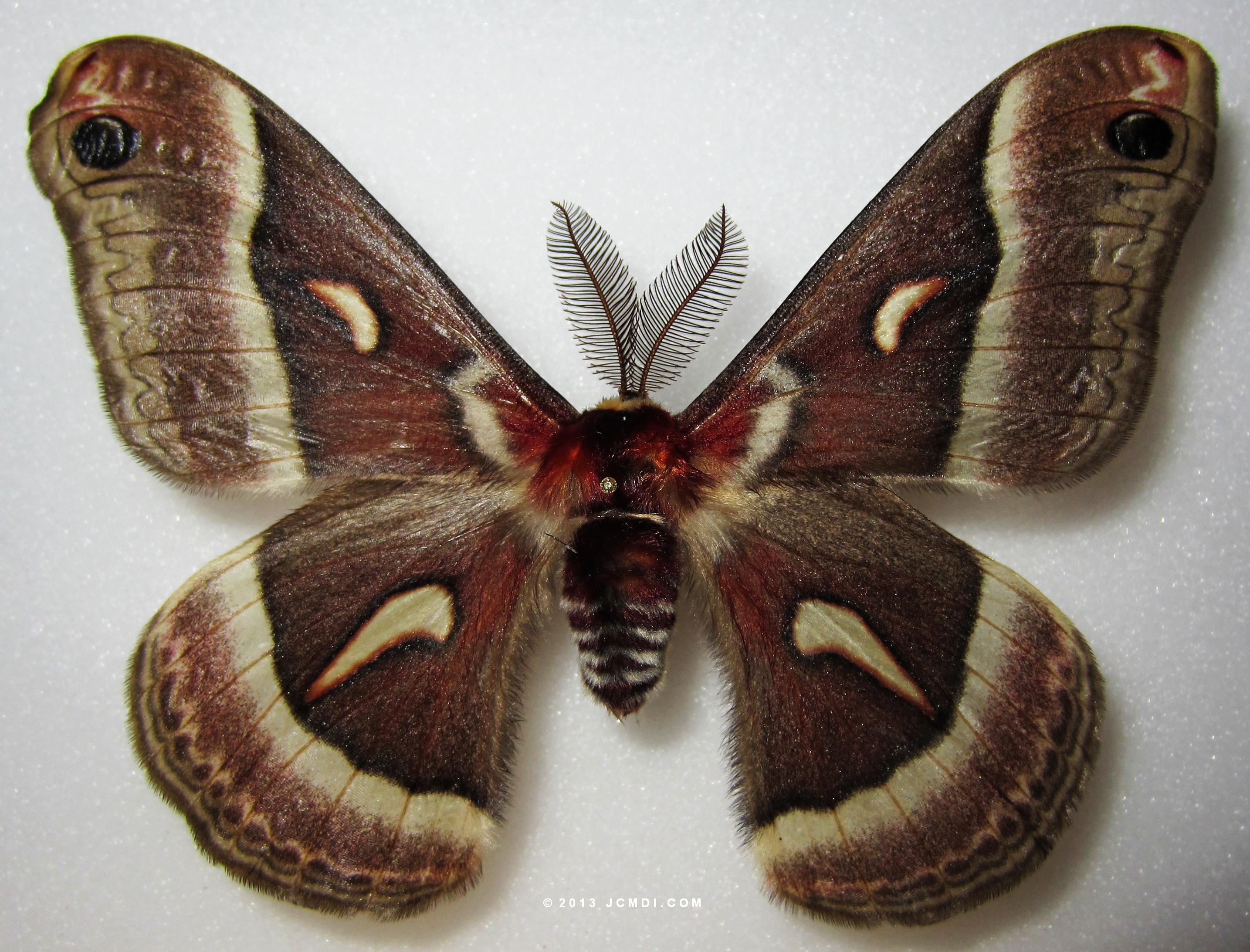 Hyalophora euryalus x gloveri hybrid